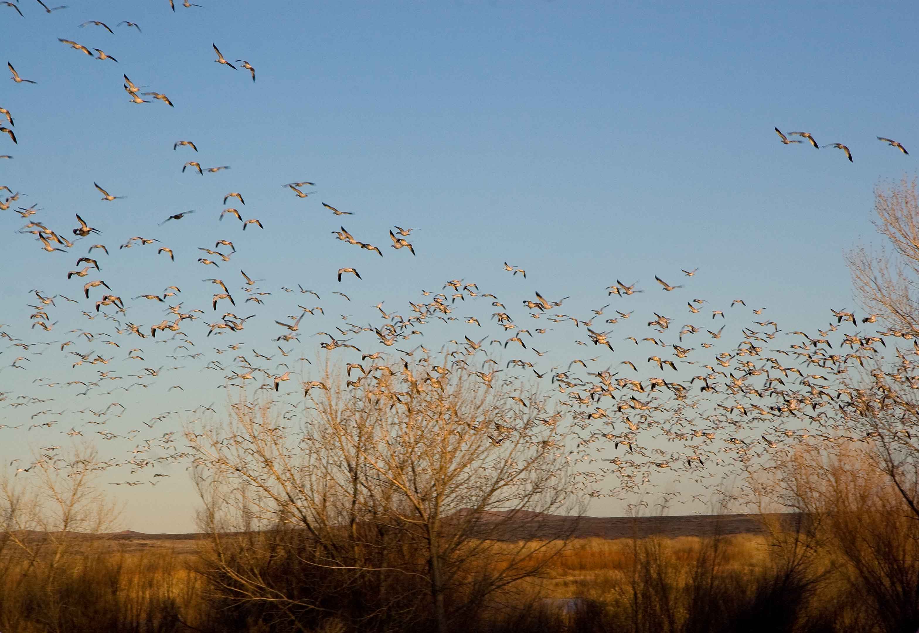 Bosque del Apache, New Mexico